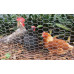 Chicken wire